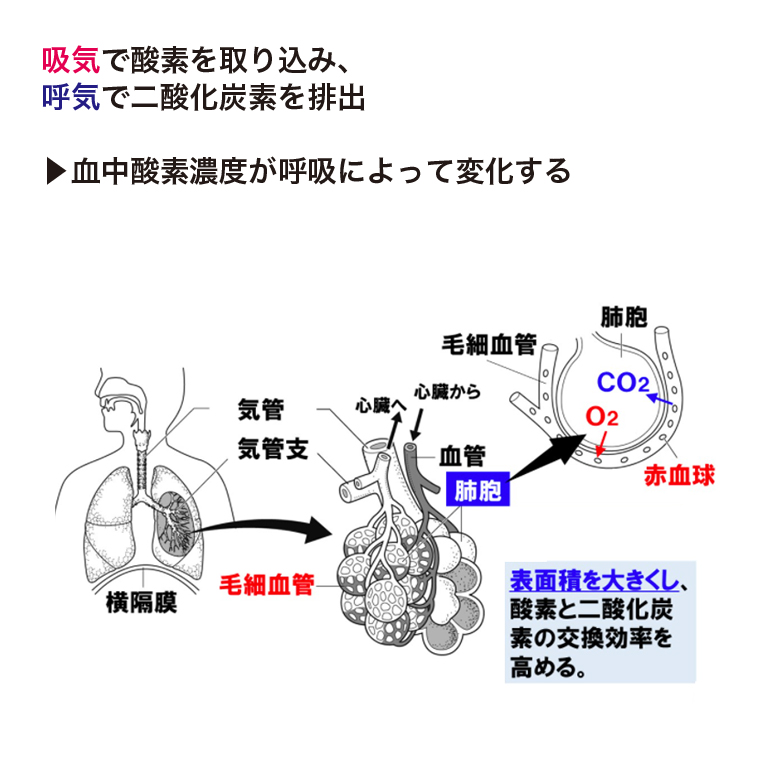 なぜ呼吸が大事 呼気と吸気が体に及ぼす影響 Quiet Time